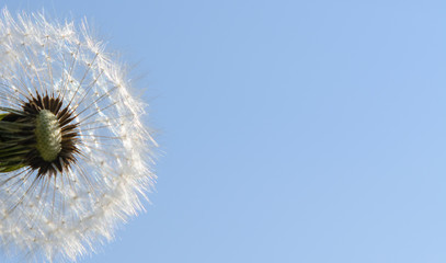 pubescent dandelion against the sky. Horizontal shot. Concept - fragility of the environment, Earth Day