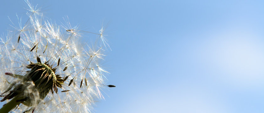 Dandelion with flying seeds lit by the sun against the sky. Concept - teamwork, independent life