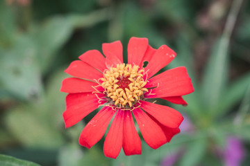 Defocused and blurred image for background. Red zinnia elegans flowers. Common Zinnia (Zinnia elegans) bloom in garden. copy space. vintage style.