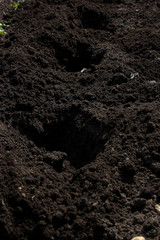 the process of planting seedlings in the soil