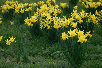 Yellow Narcissus on a green grass background-decoration of spring parks and squares. Daffodils used in landscape design. Close up