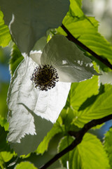 A picture of some Handkerchief tree   blooming with transmitted light.     Vancouver BC Canada 
