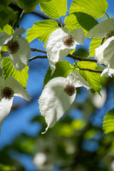 A picture of some Handkerchief tree   blooming with transmitted light.     Vancouver BC Canada 
