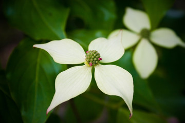 Kousa Dogwood Tree White Flower Blossom Close Up