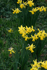 Fototapeta premium Yellow Narcissus on a green grass background-decoration of spring parks and squares. Daffodil is symbol of Wales UK
