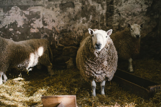 Portrait of cheviot sheep standing in sheepfold