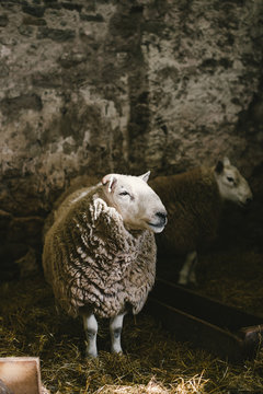 Mouton cheviot en &eacute;cosse