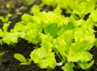 Young salad lettuce growing outdoors in vegetable garden, closeup. Fresh new leaves of green lettuce salad growing in soil in garden. 