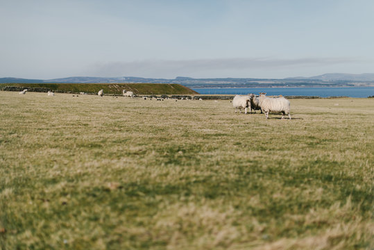 Troupeau de moutons cheviot en Ecosse, en bord de mer