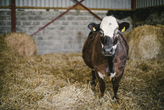 Vache hereford friesland dans une ferme &eacute;cossaise