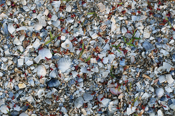 A cover consisting of broken fragments of shells of different sizes