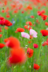 pink and red poppy