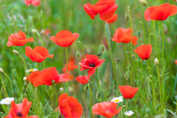 Fototapeta premium red poppy