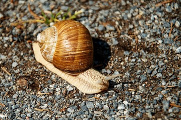 snail on the road