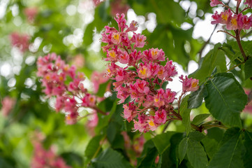 Rote Kastanienblüte