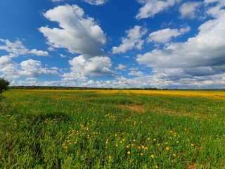 Dehesa en primavera en flor