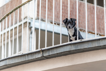 Hund beobachtet von Balkon