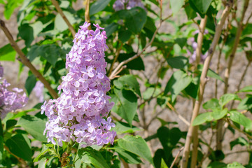Lilac flower - Syringa. Light purple color. Green leaves. Four-lobed corolla,  they are monoecious,...