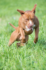 American pitbull terrier - 350622637