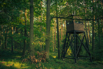 Observation Hunting Tower In Forest.
