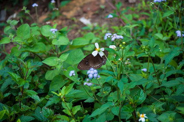 Butterfly on a Flower