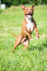 American pitbull terrier - 350622856