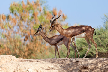 Sand gazelles in nature in UAE