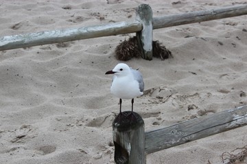 seagull on the beach