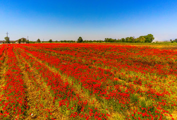fields with poppies in the italian countryside