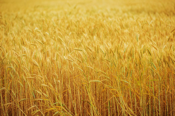 Field Of Wheat Growing On Farm.