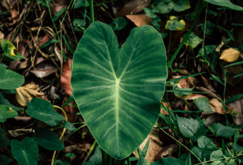 Morning Glories. Lush green heart-shaped leaves. vintage style.