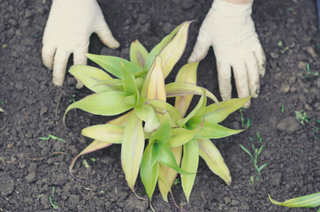 Golden mustache flower. A man plants a flower in the ground. Female hands plant a golden mustache in the ground.