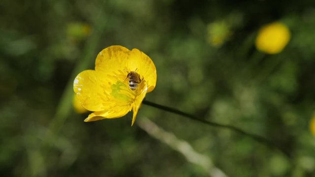 une abeille sur une fleur jaune