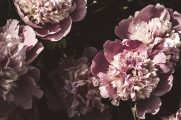 Background of peonies. Bouquet of beautiful flowers peonies. Pink peonies close-up in a mystical treatment.