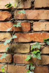 Brown brick wall beautifully illuminated by the sun with a green branch of ivy. Background texture, background.