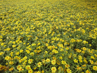 Obraz premium Yellow flowers blooming in the garden