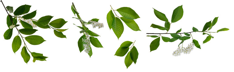 Fototapeta na wymiar Few branches of bird cherry tree with flowers and green leaves on white background
