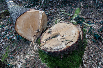 Gefällter Baum