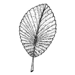 The leaf of a plant is drawn graphically.