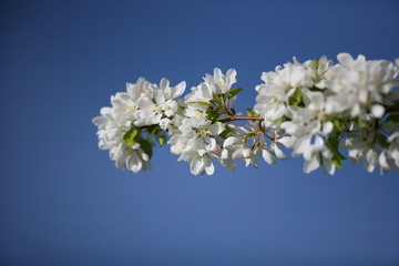 white flowering branch of a tree