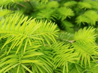 Fototapeta na wymiar close up of green pine needles