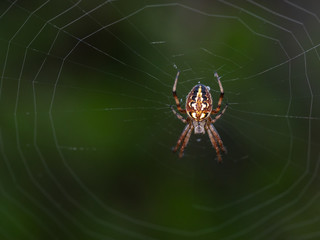 Neoscona adianta. Spider in its natural environment.