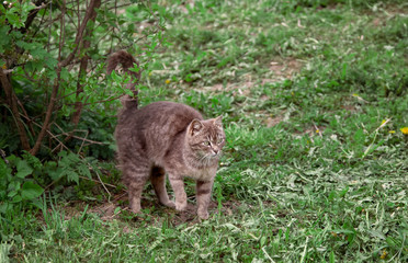 gray cat outdoors in summer