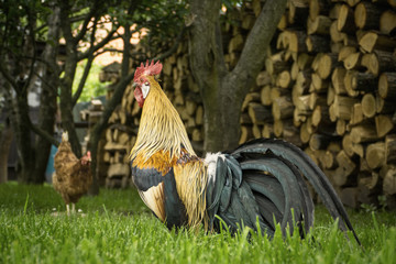 Close up of head of golden rooster standing on traditional rural barnyard in the morning. Portrait...