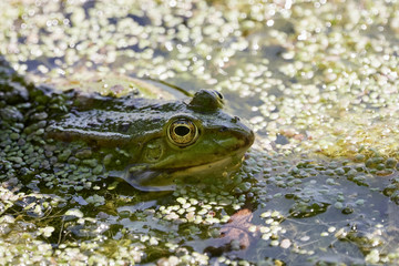 Green water frog (Rana esculenta) swimming in pond