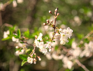 white cherry flowers on a branch in nature