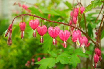 Bleeding Heart pink red flowers (Dicentra spectabilis), Lamprocapnos spectabilis, Asian bleeding-heart, Tear of Heart, Broken Heart). Garden plant with blossoms in shape of hearts. Closeup