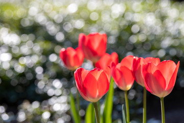 Red tulips with bokeh from drops.