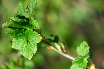 A bush of red (black) currant with fresh fresh green leaves in the garden in early spring. Branch close up on a bokeh background.