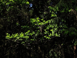 Fototapeta premium spring forest in the morning